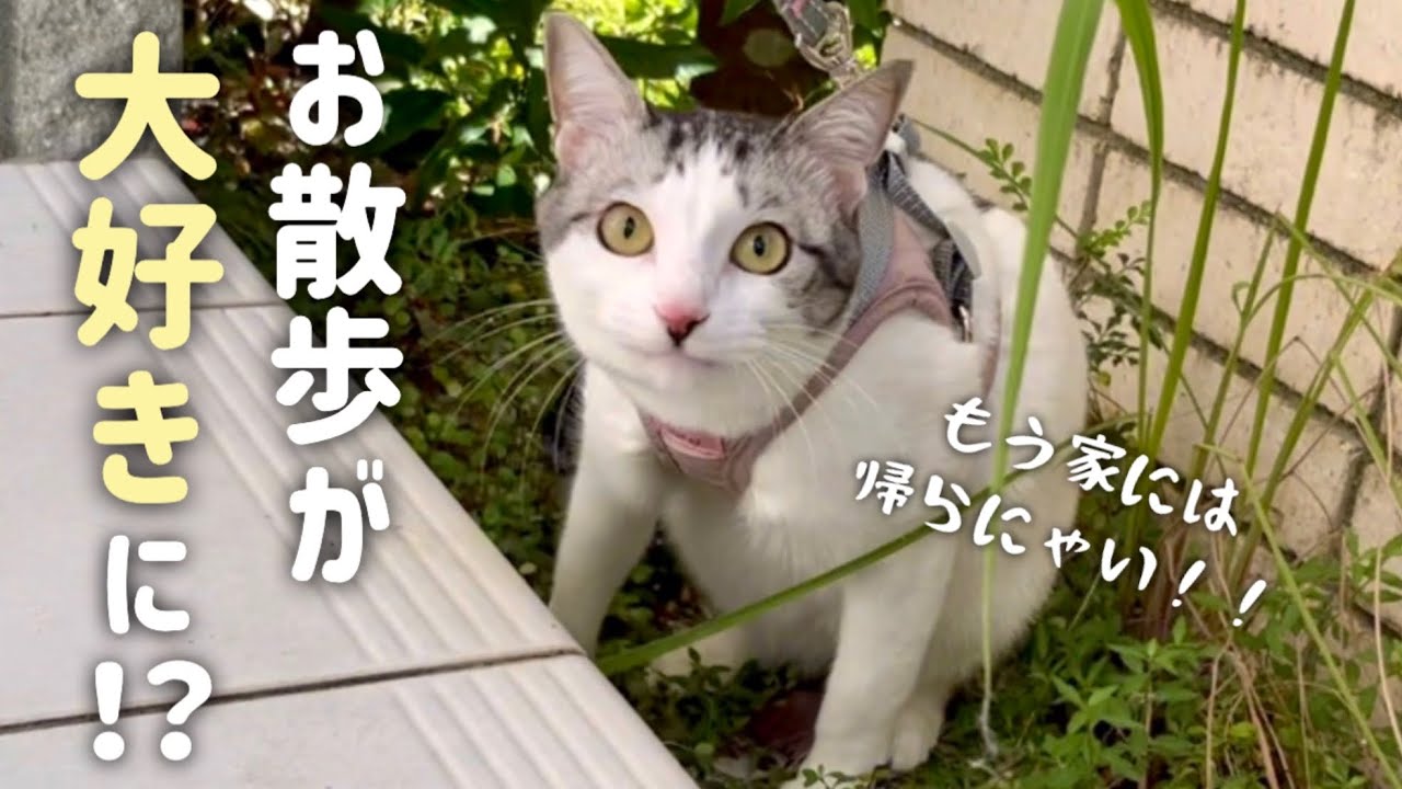 猫を散歩に連れて行き始めたらすごいことになりました…