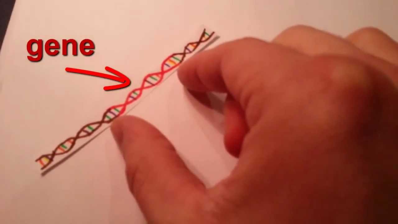 Gene Cloning in Plain English