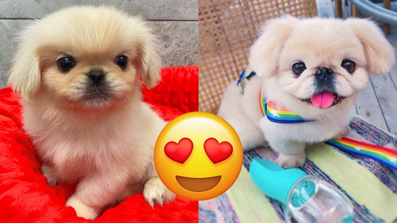 Pekingese &mdash; Adorable And Hilarious Videos And Tik Toks Compilation