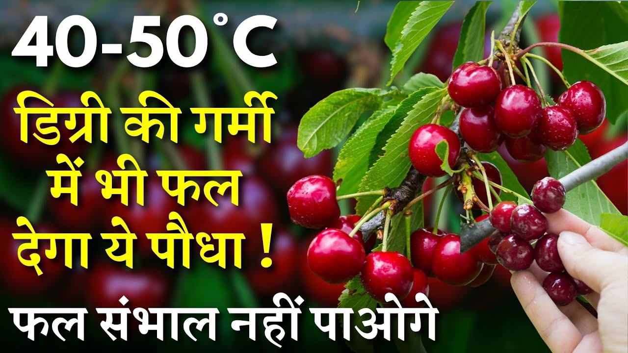 40-50°C डिग्री की गर्मी में भी फल देगा ये पौधा || इतने फल लगेंगे कि संभाल नहीं पाओगे || Cherry tree