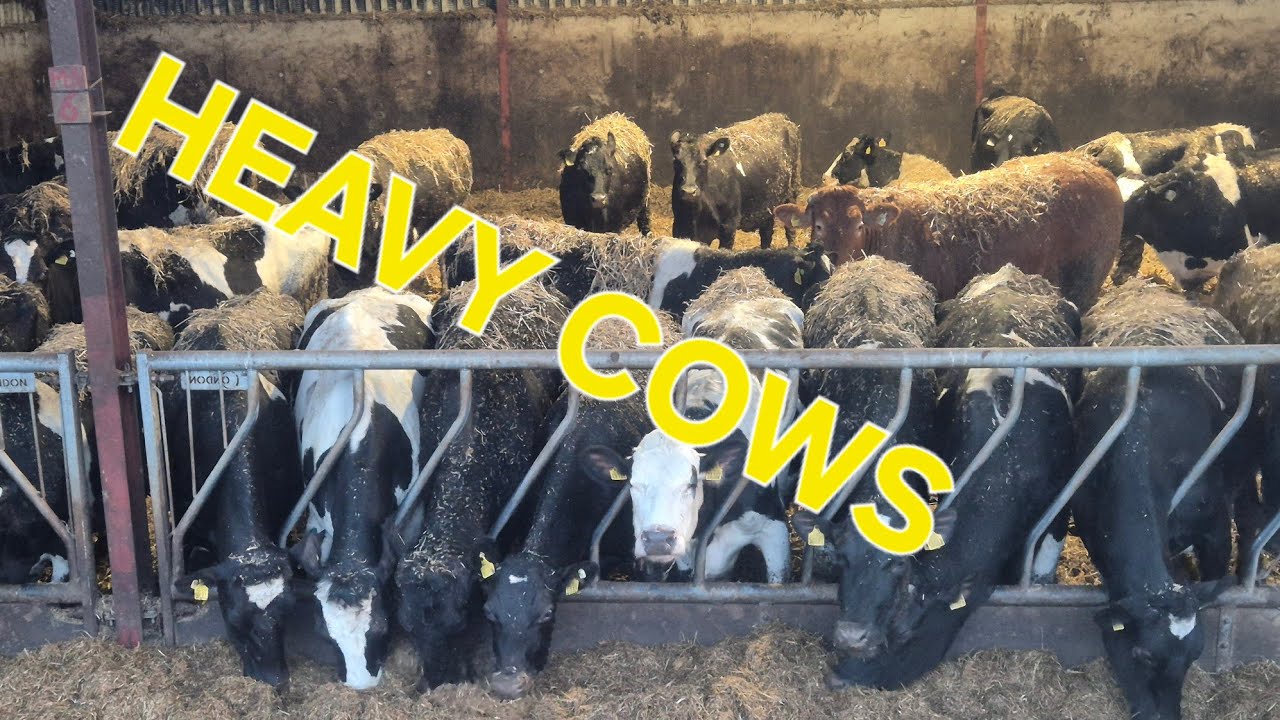 day 152. The cows are nearly fat. HOW AND WHY do we fatten dairy cows