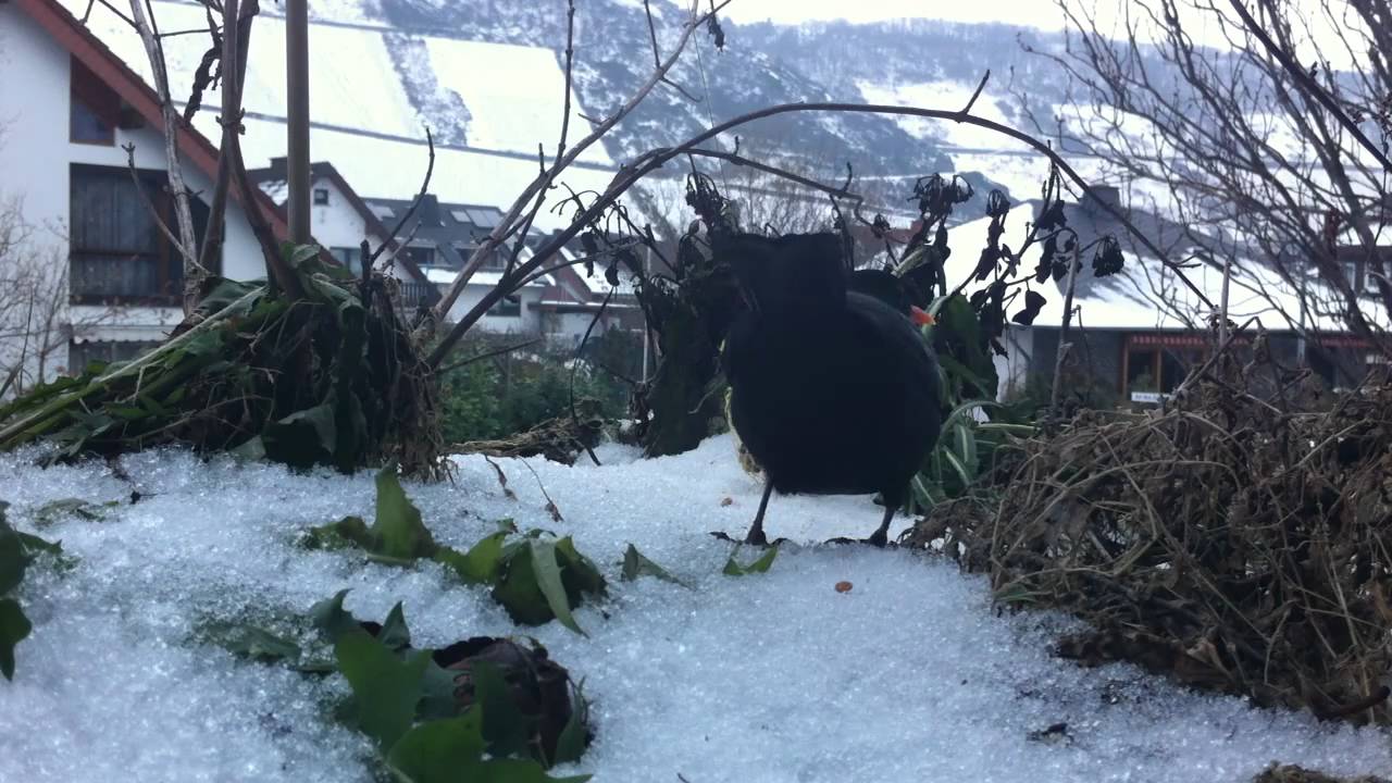 Amsel und Rotkehlchen