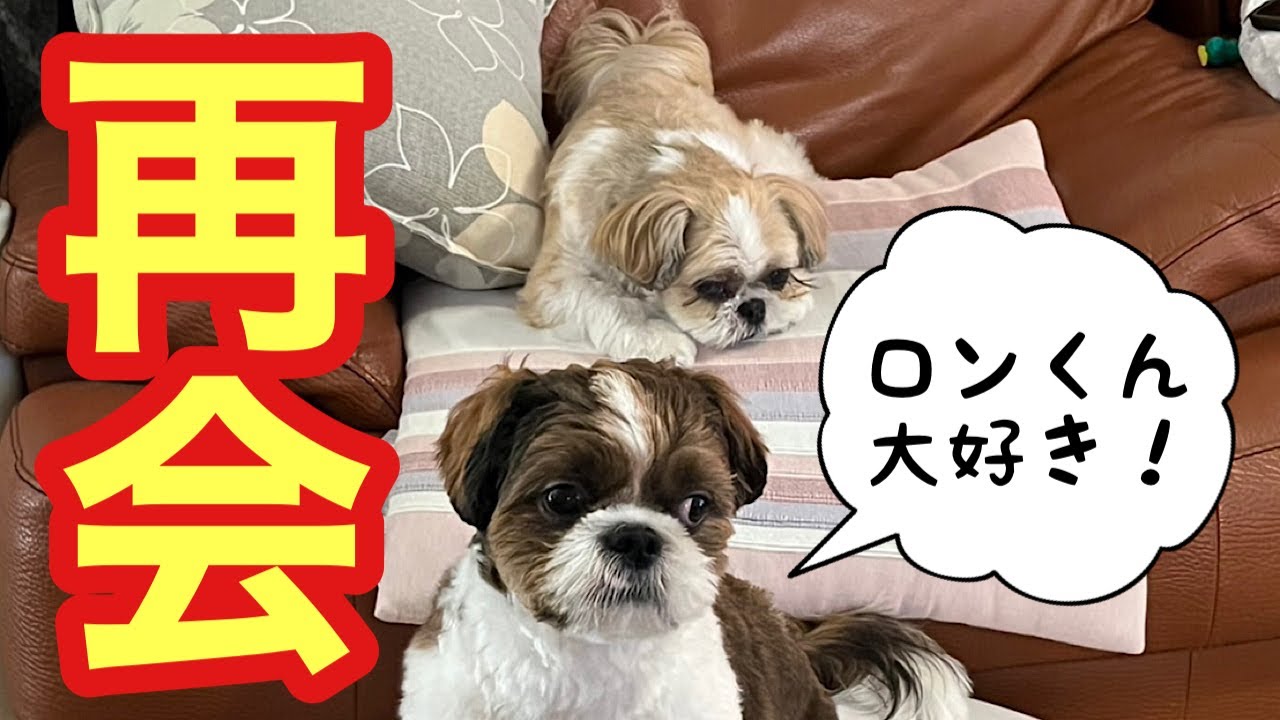 【シーズー犬】お盆帰省〜ロンとの夕方散歩