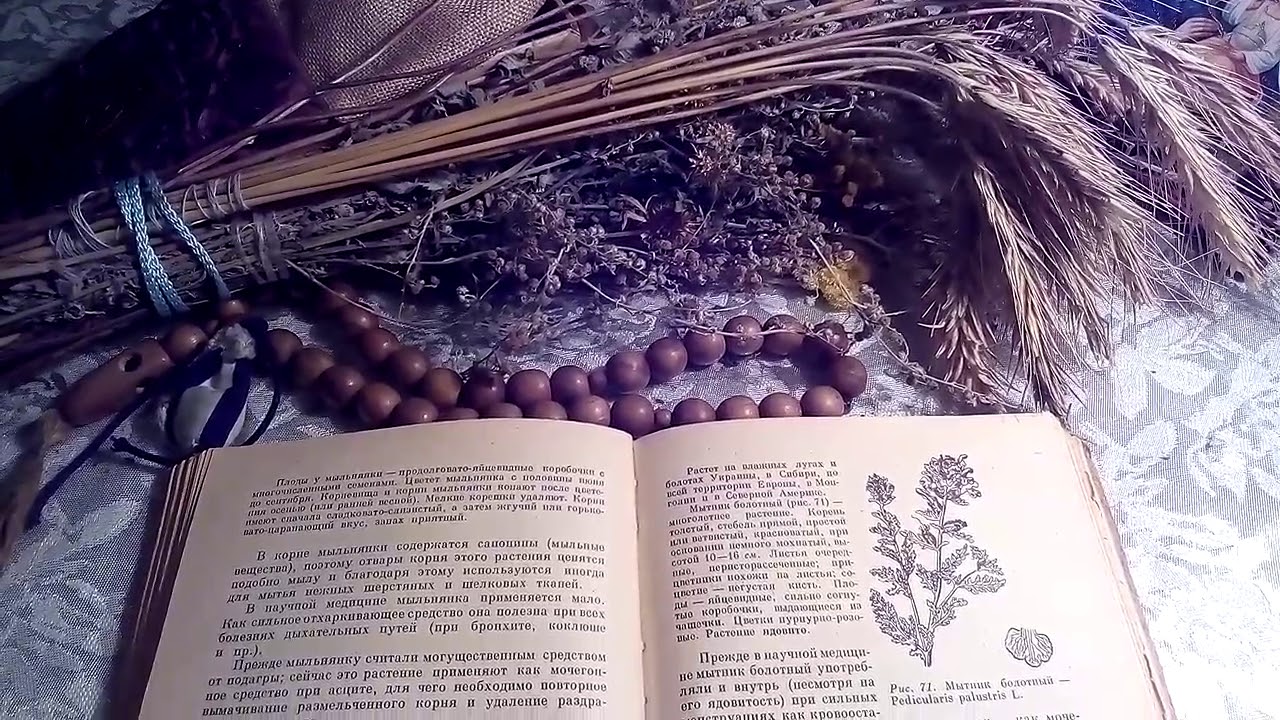 Мытник болотный, описание и лечебное применение по материалам книги Попова А.П.