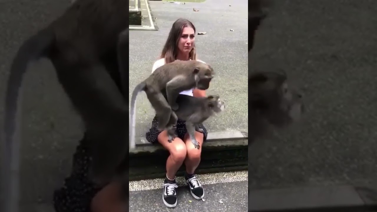 Girl shocked | Monkey rocked | what a live show | What the fuck
