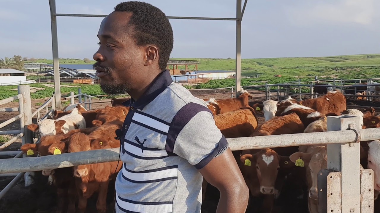 Sustainable Beef Cattle Farming