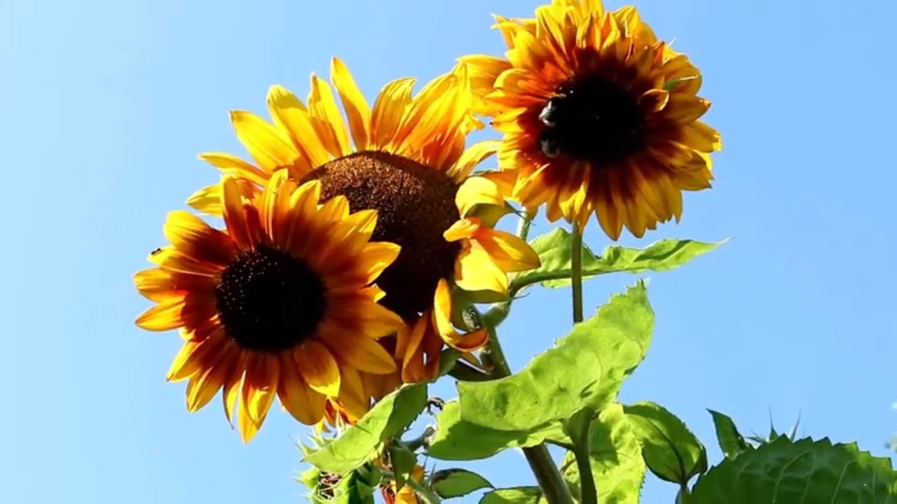 Relaxar com as mais belas flores do mundo. M&uacute;sica, Natureza e Flores.