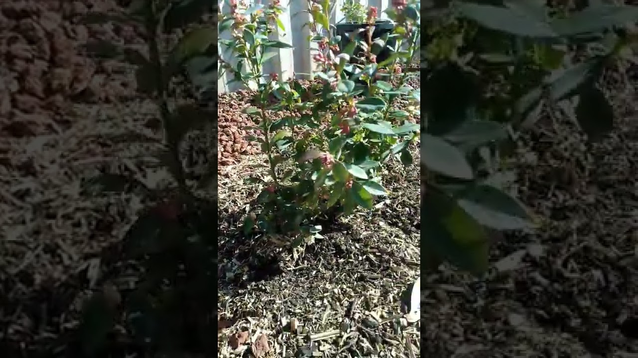 Aussie plant guy episode 30 #bee pollination of #blueberry plant