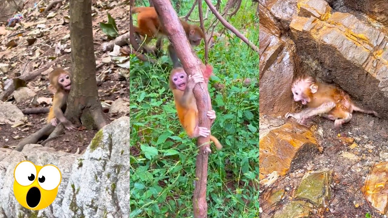 The baby monkey lost its mother. The baby monkey was so young but the mother abandoned it.