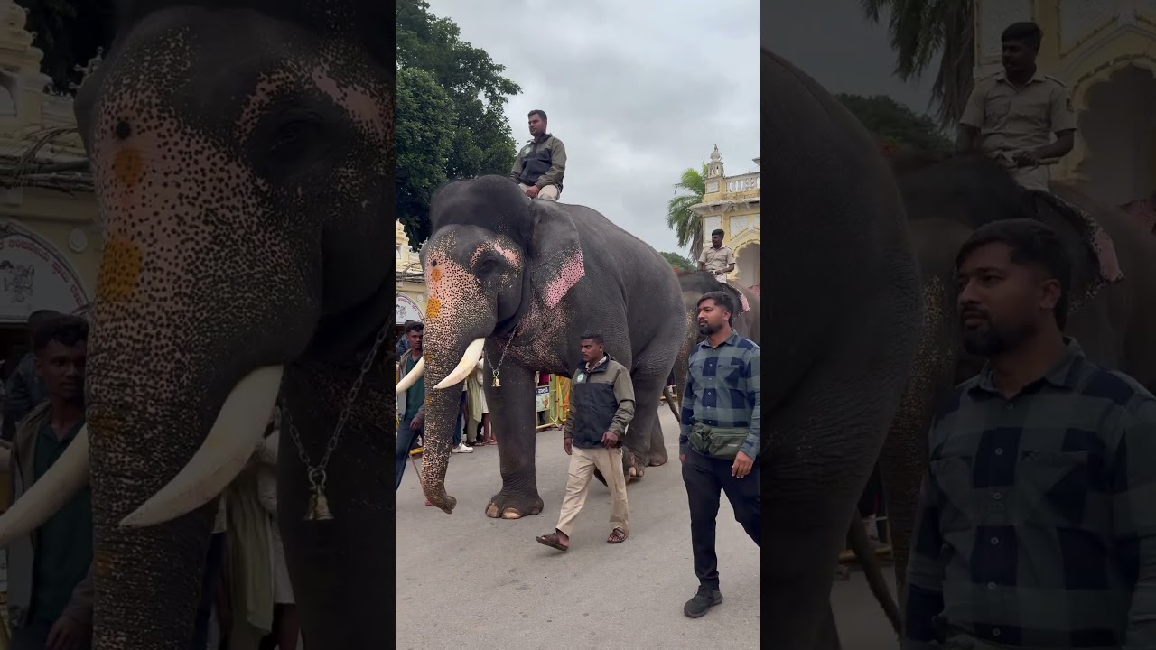 Bheema🐘 