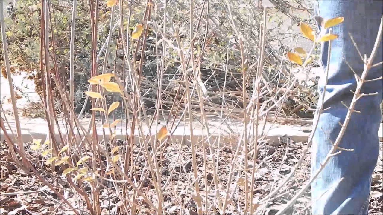 Fagyal metszése - Kertészkedj velem!