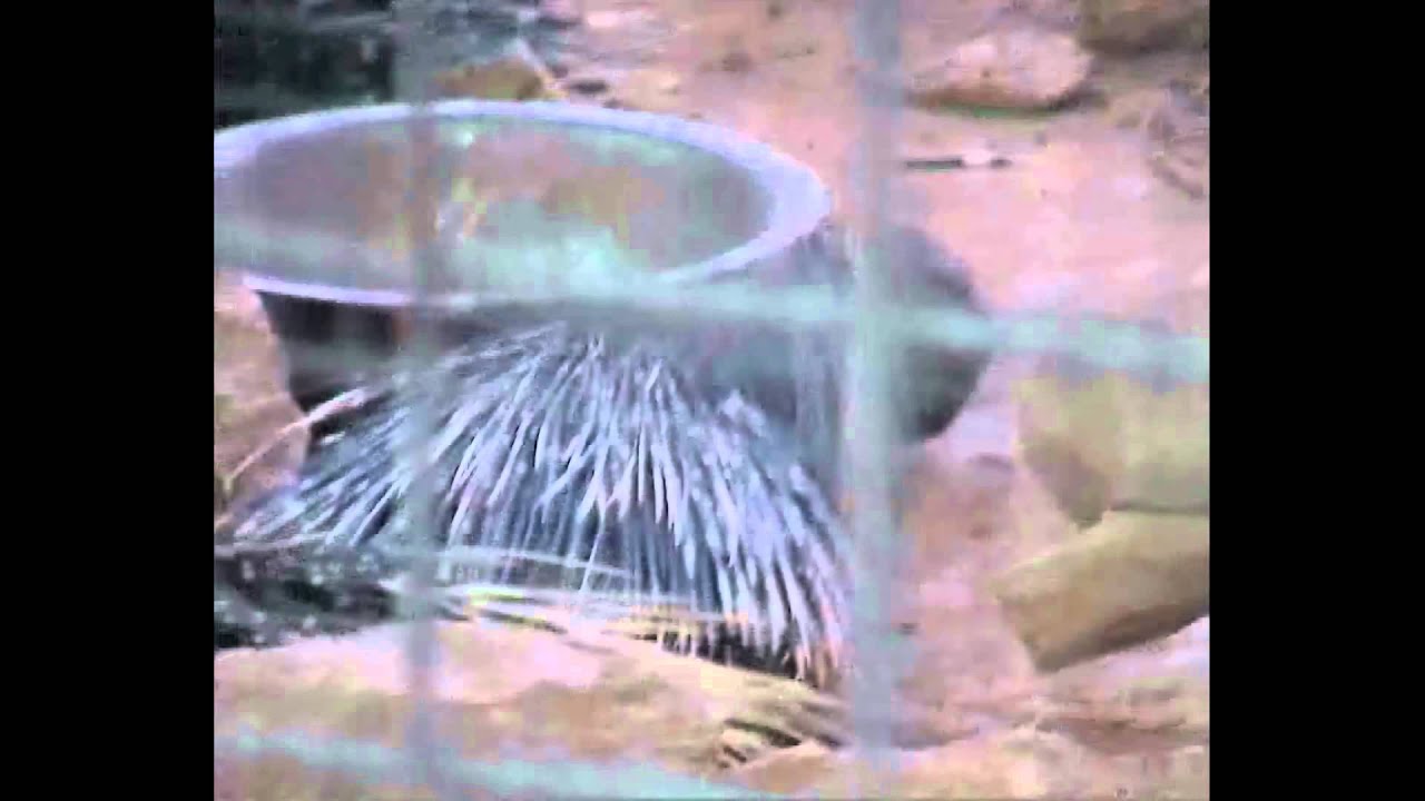 Doha Zoo