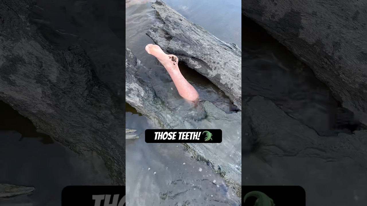 Unexpected Fish in Log! They aren&rsquo;t supposed to have teeth that big! #noodling #alligator