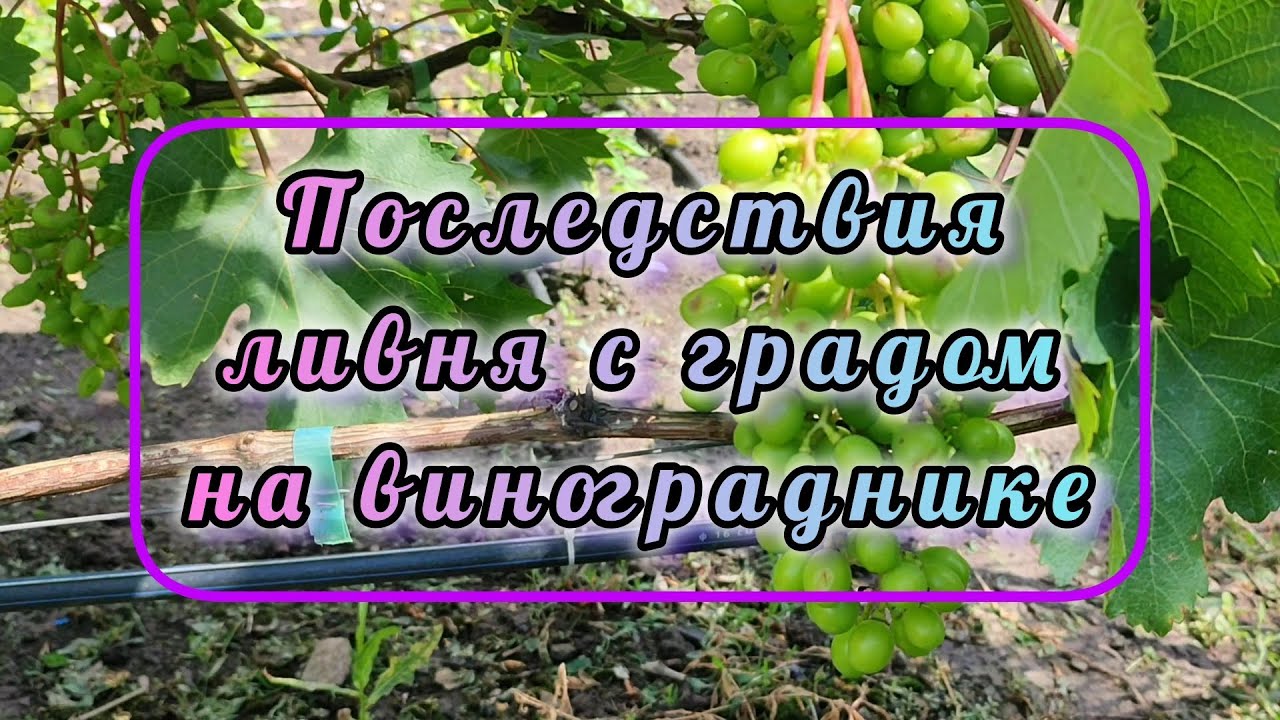 Последствия ливня с градом на винограднике. 25.06.25
