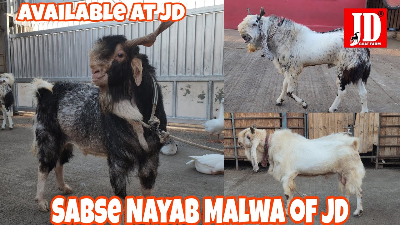 Sabse Nayab Malwa | Kota | Available at JD Goat Farm