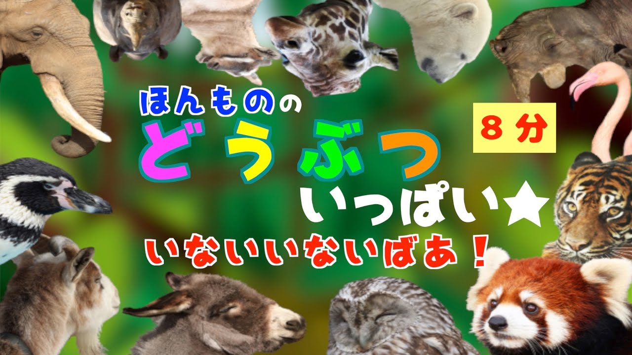 実写 リアルな動物いっぱい☆いないいないばあ！動物達のかくれんぼ 赤ちゃん喜ぶ泣き止む笑う　peek-a-boo