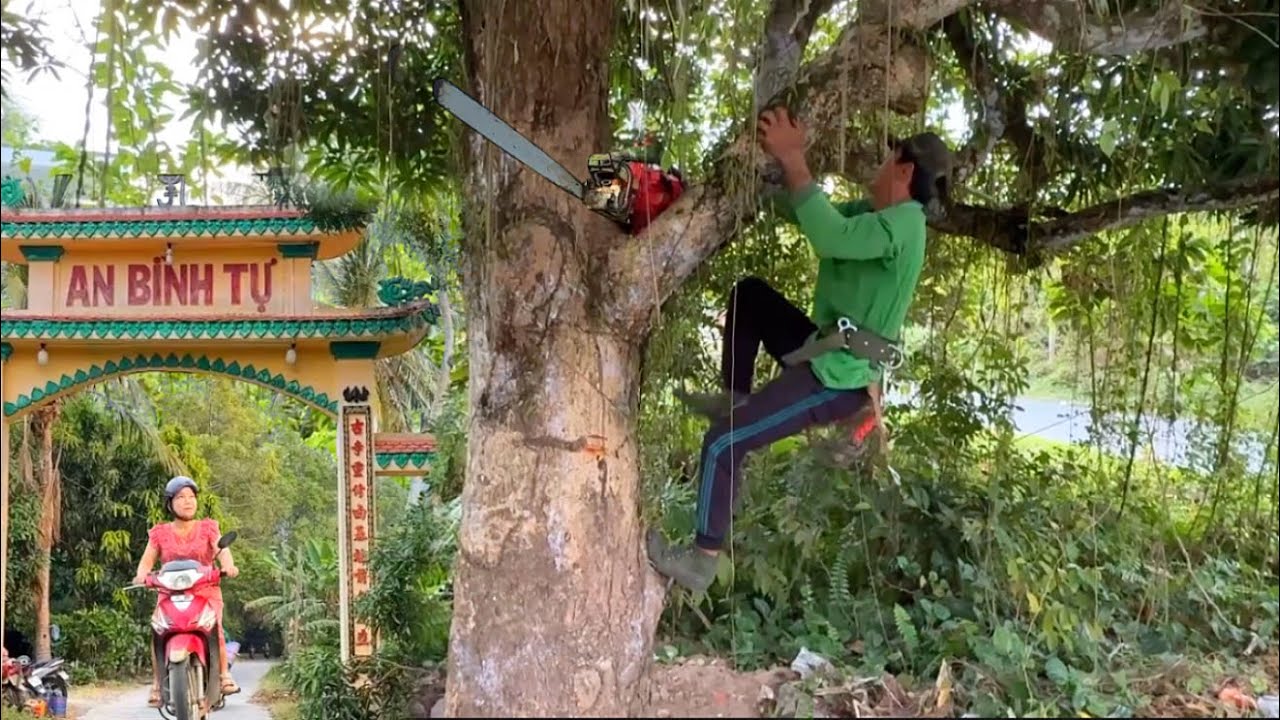 Chú tính cưa hạ cây xoài tơ cặp cổng chùa ở lương phi # Bangcuacay