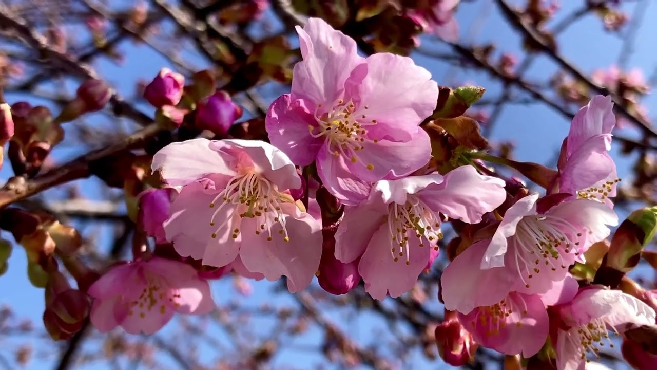 河津桜が咲き始めました　（玉村宿付近）