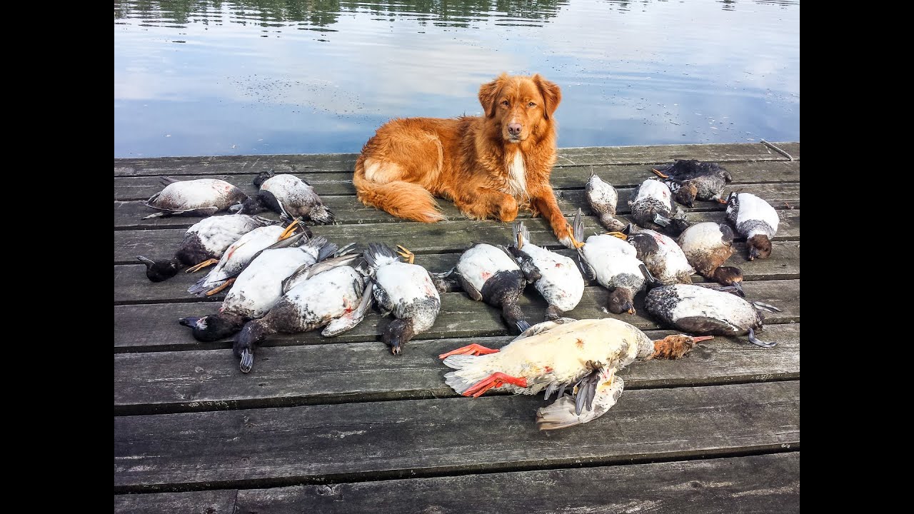 Sj&ouml;f&aring;geljakt med Tollare 2015-10-03