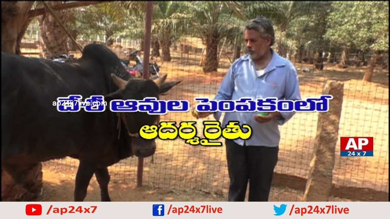 Farmer Get Best Results in Agriculture with Local Cows Farming | Rythu Ratham | AP24x7