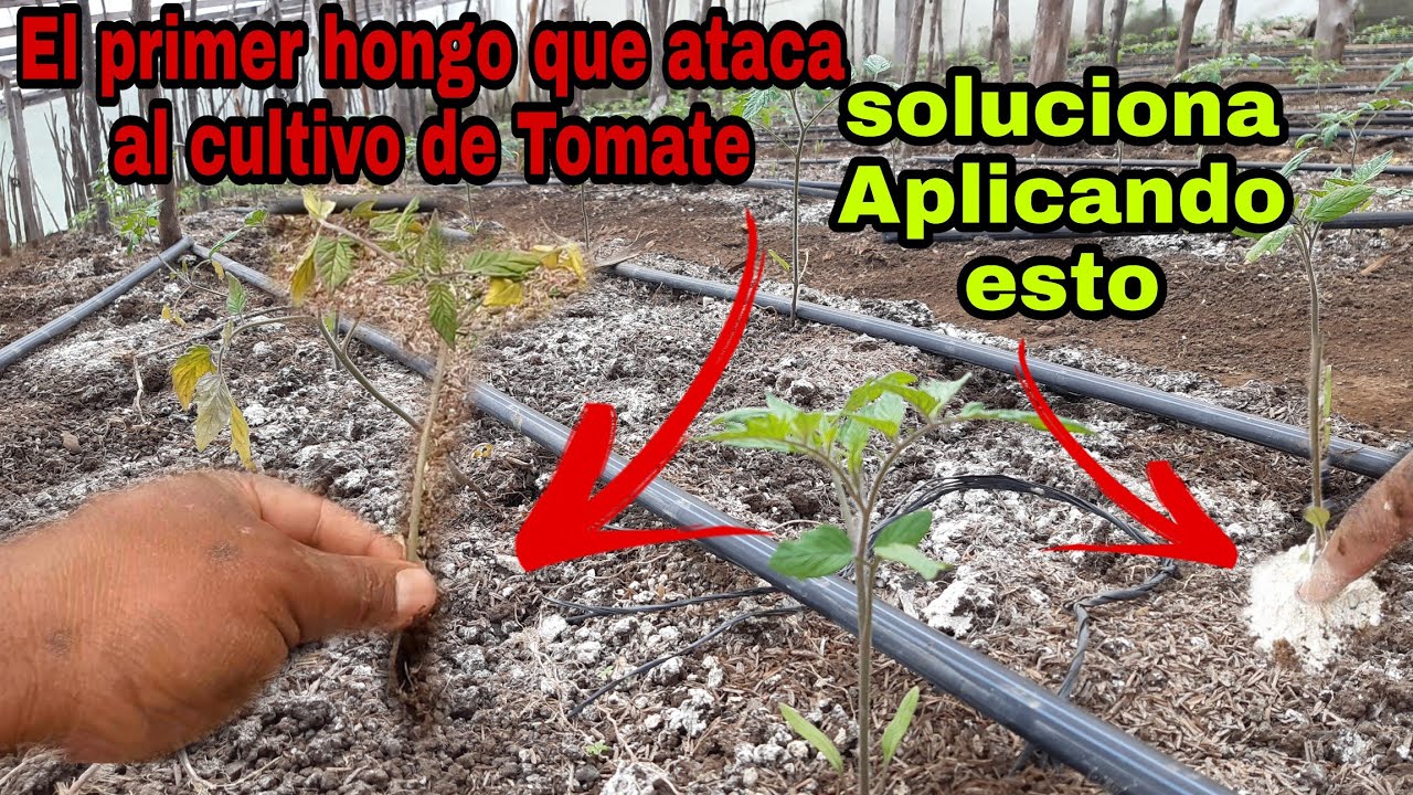 El primer hongo que atacará tu planta de TOMATE, solucionalo con 1 Ingrediente CASERO.