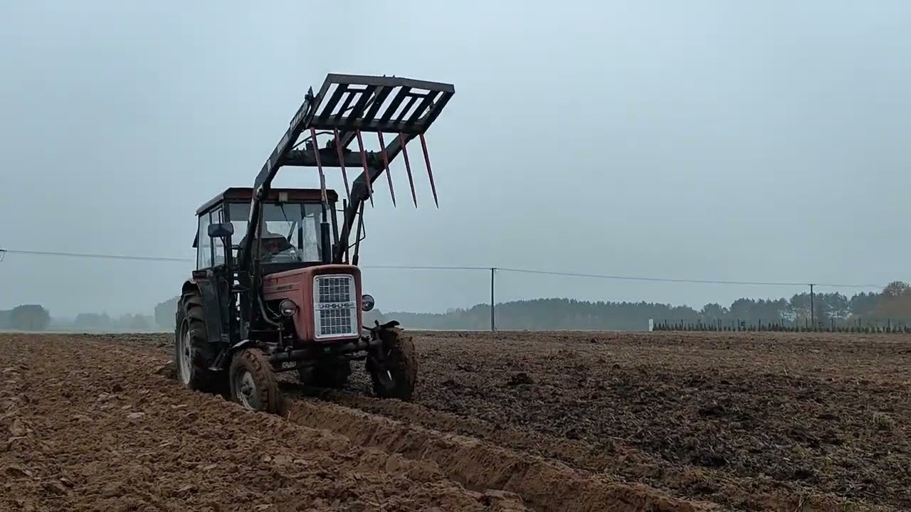 Ciężka orka po oborniku pod owies Ursus c4011 i pług 3