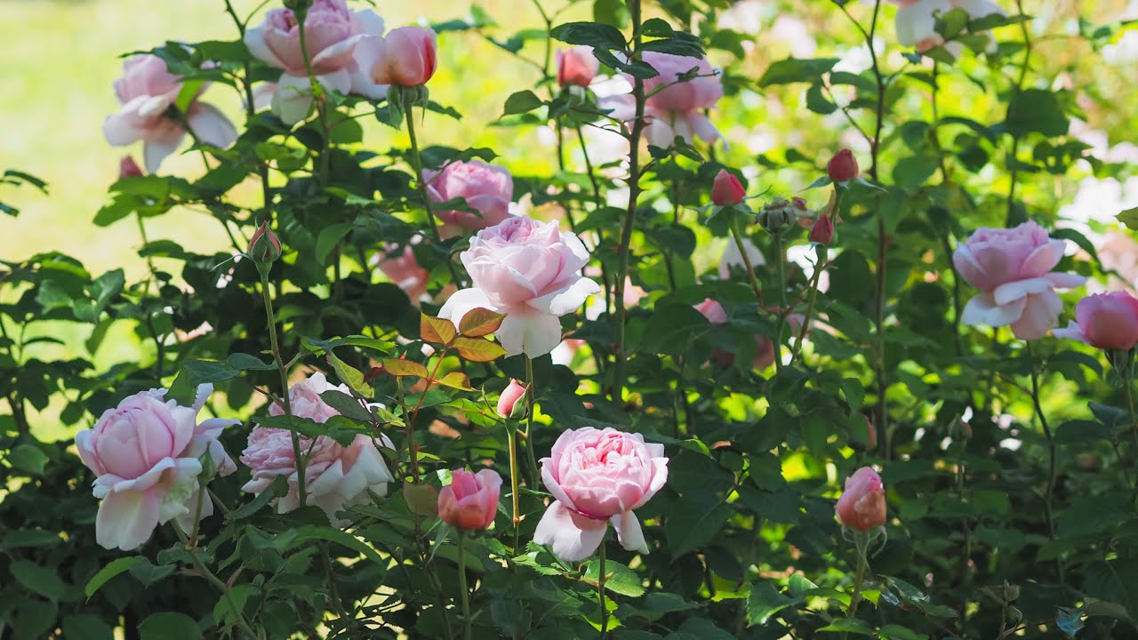 My top 10 best performing roses in 2024 (Meilland, Kordes, Tantau…)