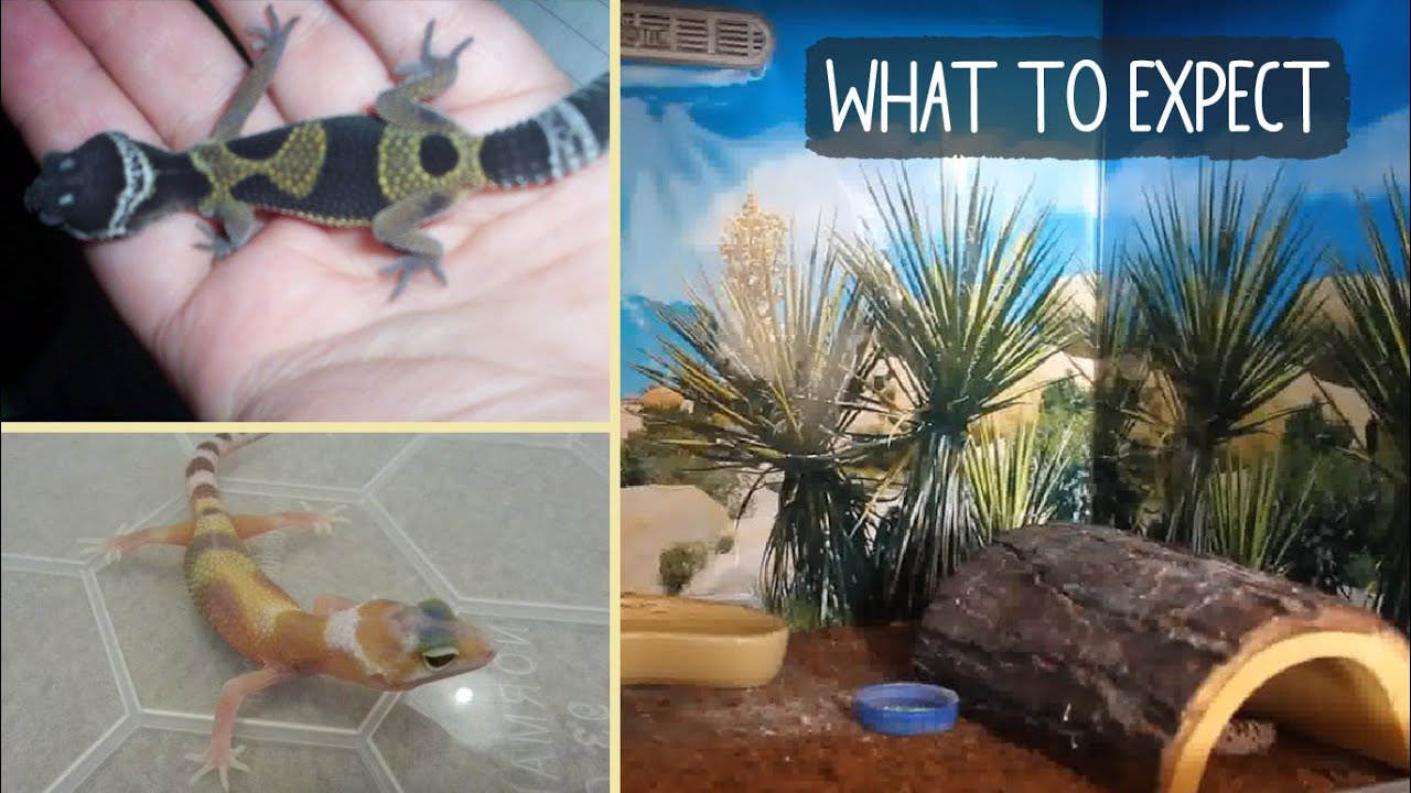 BABY LEOPARD GECKO | What to Expect!?
