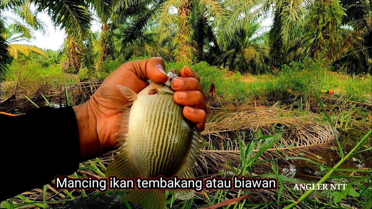 Ya Tuhan.!! Ribuan ekor ikan tembakang atau biawan menunggu umpan ku turun. Mancing ikan tembakang