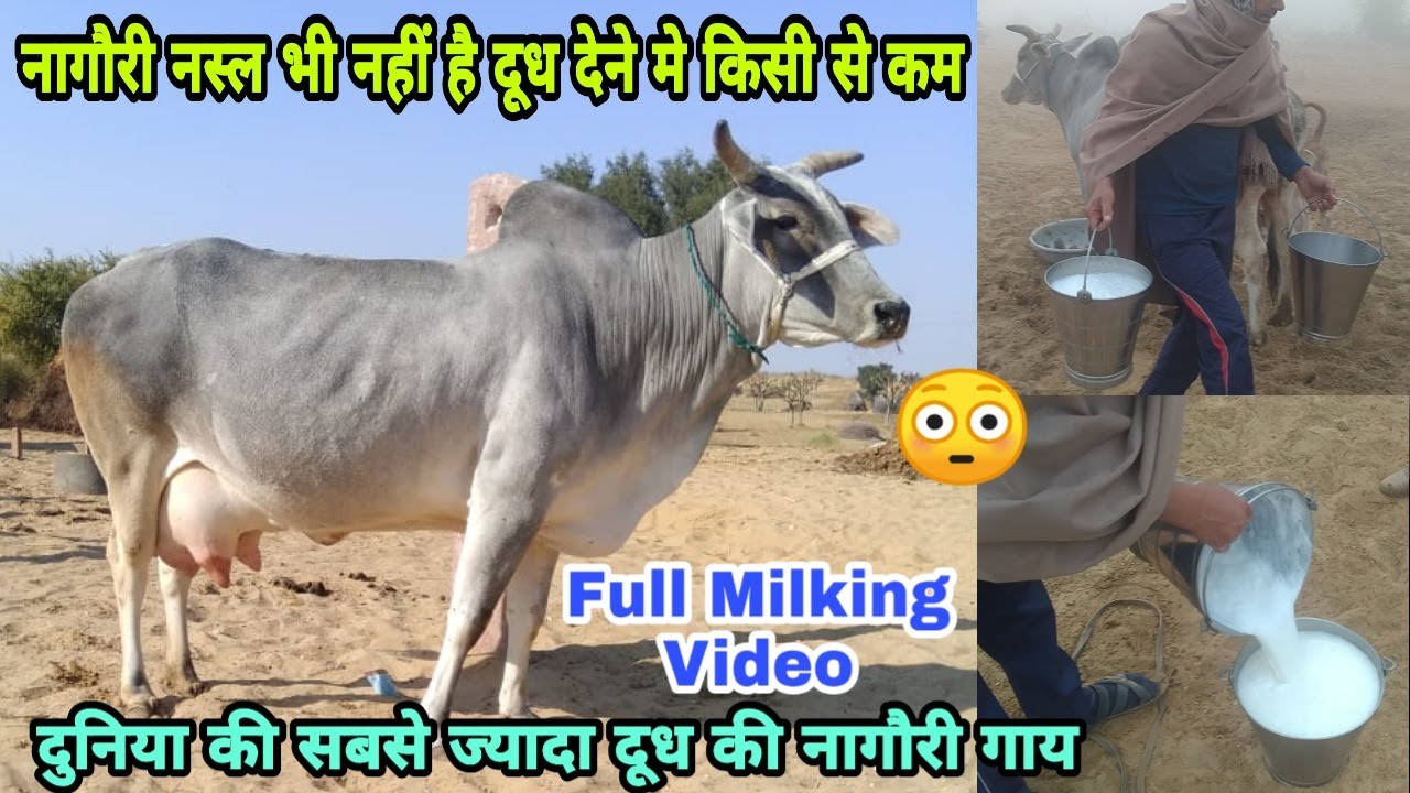 World Top #Nagori Cow Breed👍 Full Milking Video इतने दूध की नागौरी गाय आज तक नहीं देखी होगी