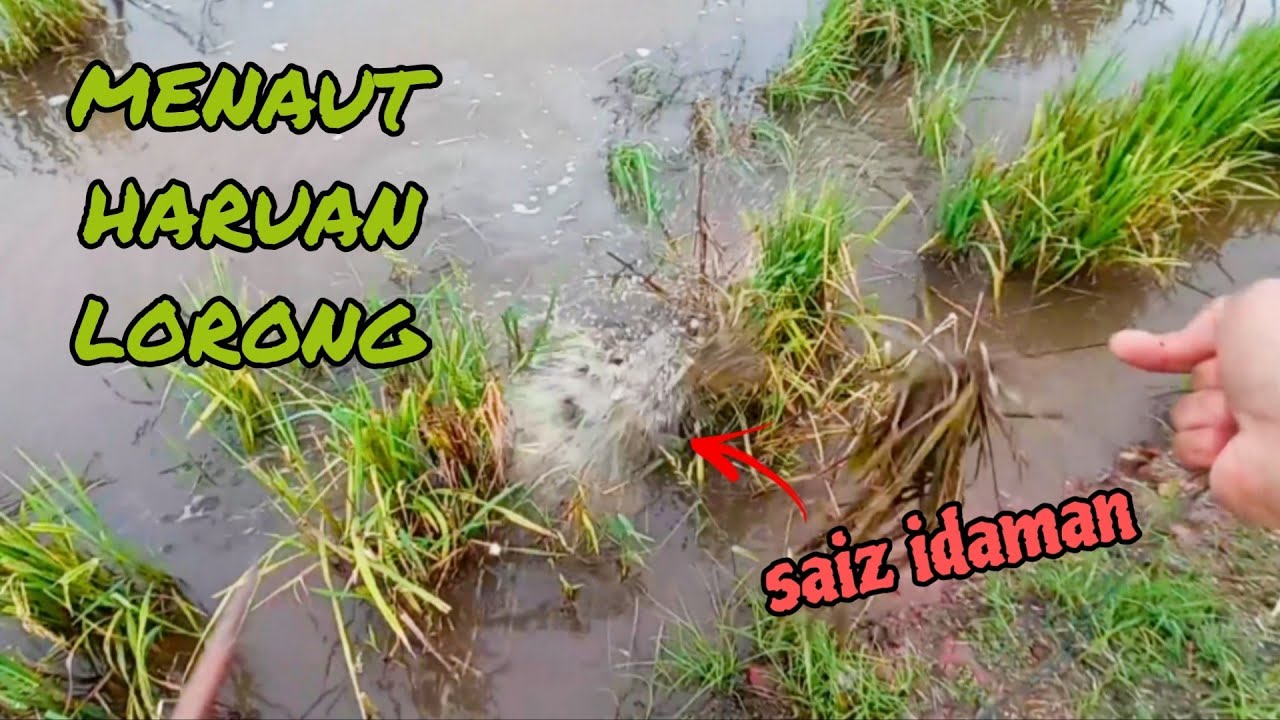 #EP972 Umpan Ni Jarang Mengecewakan - tahan taut haruan