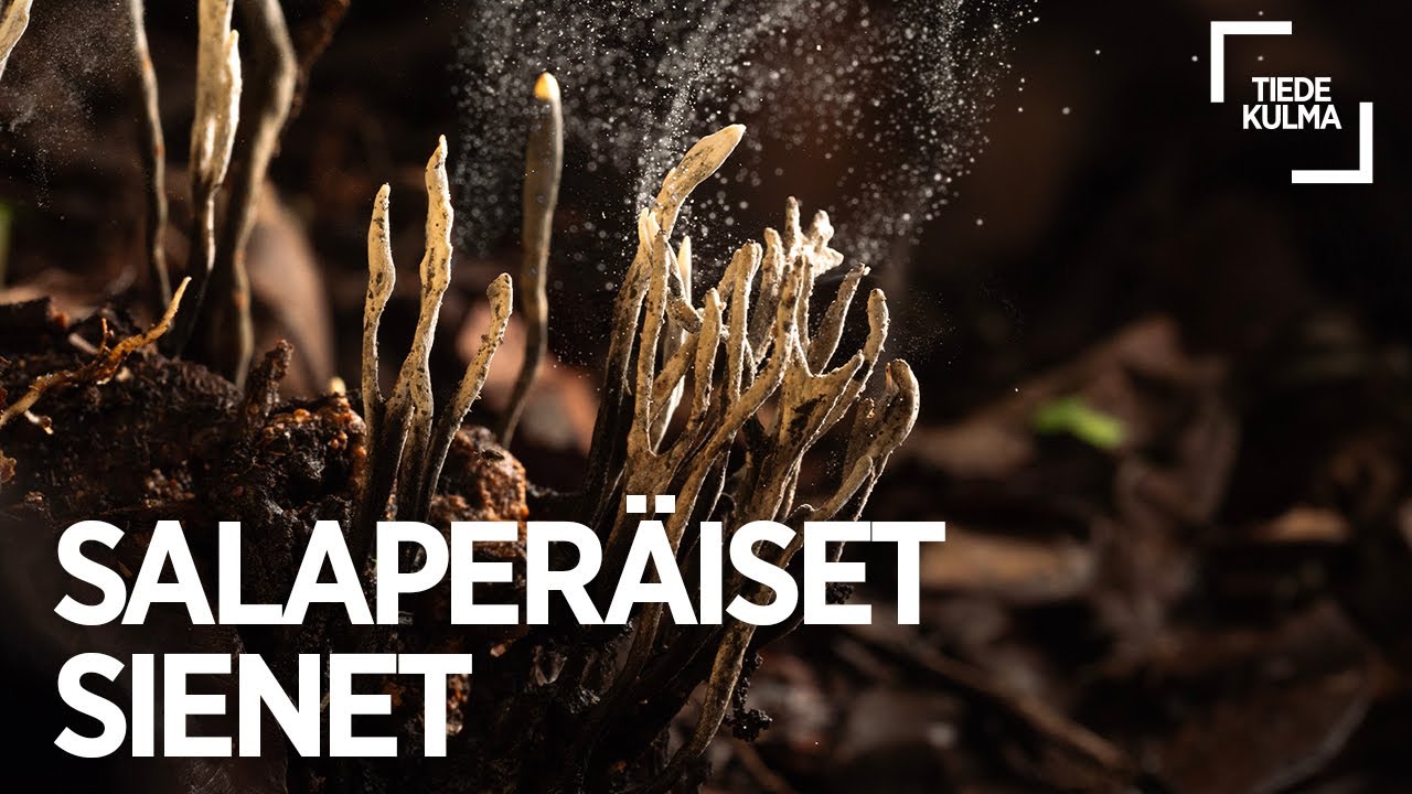 Sienten salaperäinen maailma