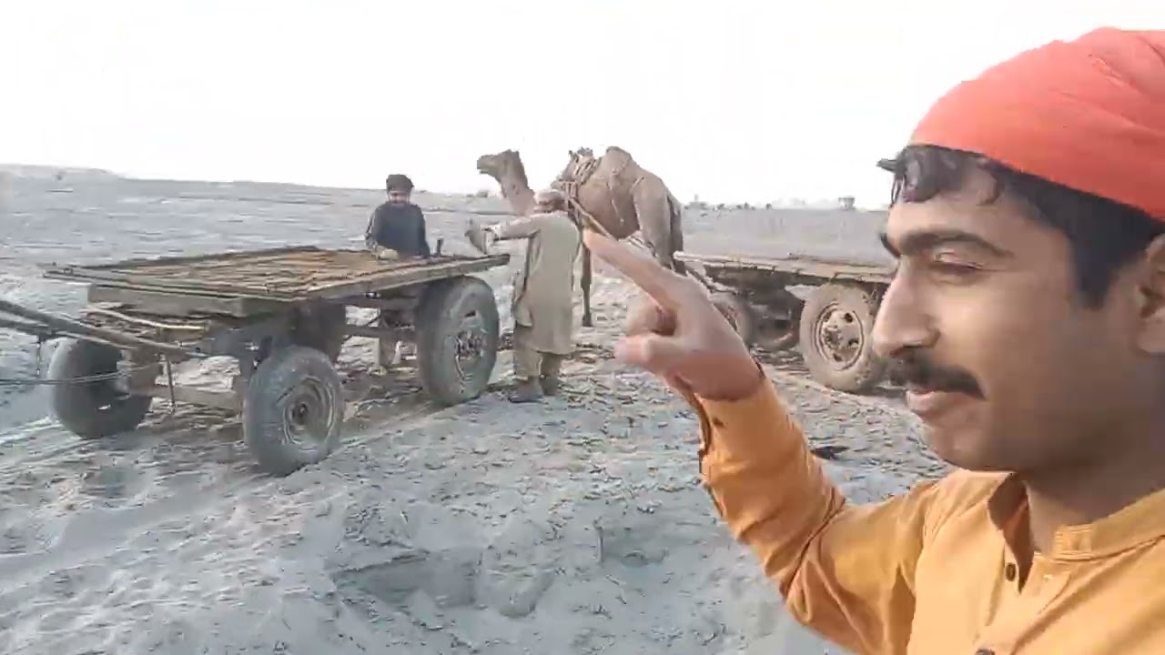 اونٹ ریڑے دا مقابلہ 