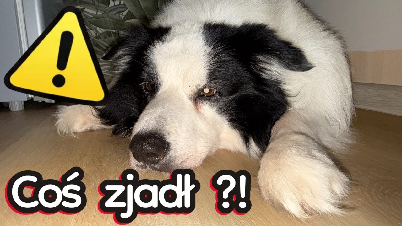 Weekend z Moniem… i chwile grozy 😢 | Myślałem, że coś mu się stało
