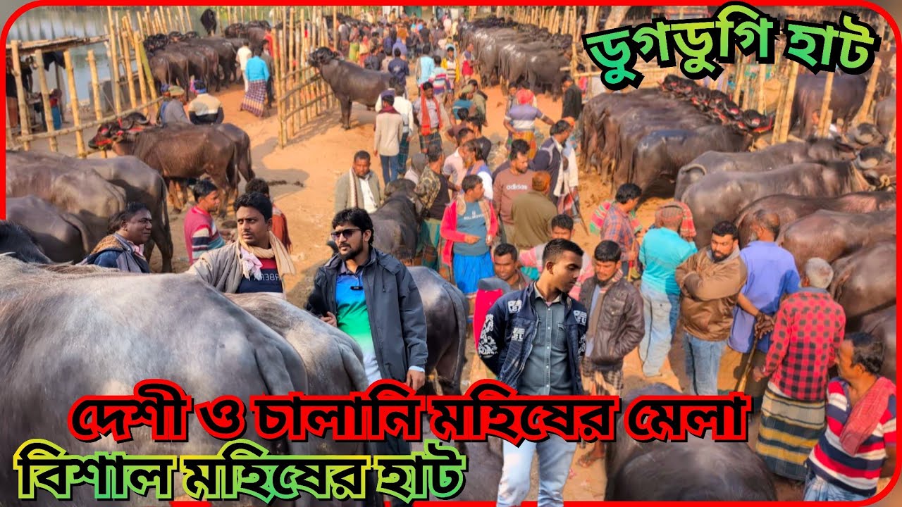 বিশাল মহিষের হাট: মহিষ উপচে পড়া আমদানি ডুগডুগি হাট|| #buffalopriceinbangladesh 