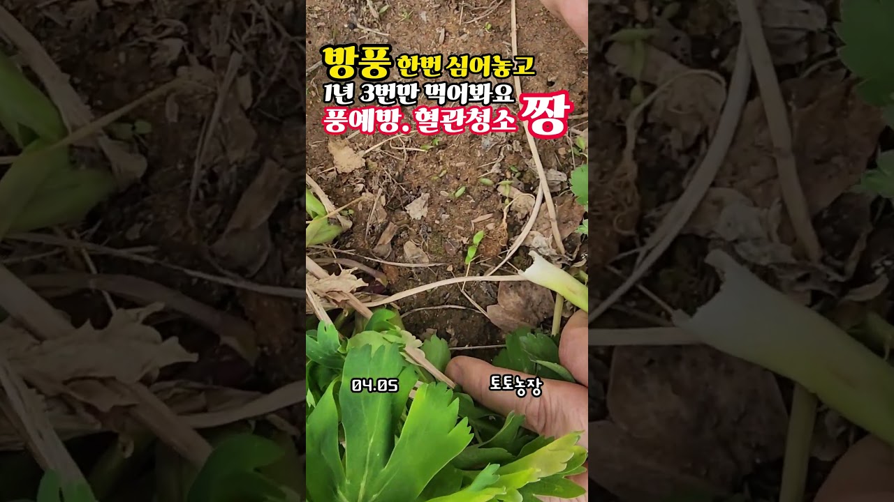 방풍. 한번만 심어놓고 1년에 3번만 먹어보세요. 혈관청소 짱 #방풍나물 #방풍재배 #방풍