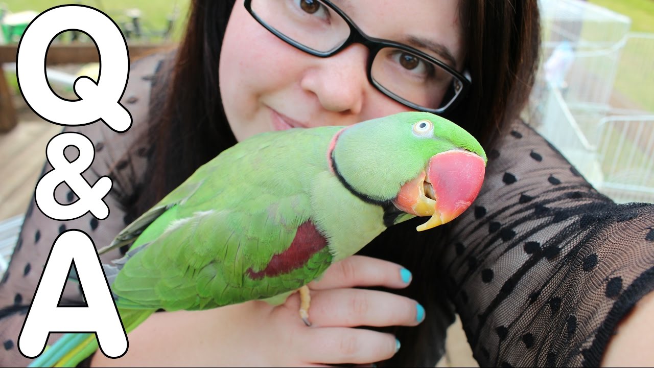 Mizzy's Parrots Q&A