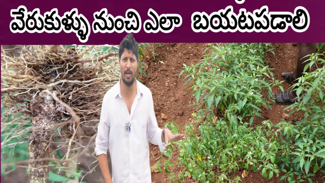 #మిరప లో #వేరు కుళ్ళు సమస్య కి పరిష్కారం... వేరుకుళ్ళు కి ఓపిక ఉంటే చాలు.. #Soil Rakshak #kamallfs