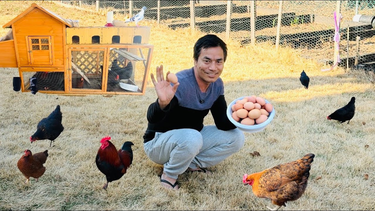 How I raised my chickens in a small￼ coop | My hens give me lots of eggs 