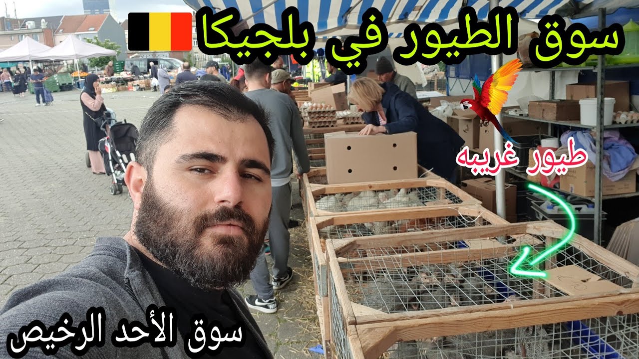 سوق الطيور في بلجيكا 🇧🇪| جولة في سوق الأحد المغاربة في بروكسل| عراقي في اوربا