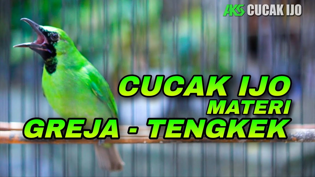 PANCINGAN CUCAK IJO MATERI GREJA TARUNG - TENGKEK UDANG COCOK UNTUK DONGKRAK EMOSI IJO DEWASA