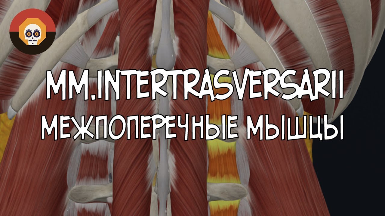 Межпоперечные мышцы (mm. intertransversarii) 3D Анатомия