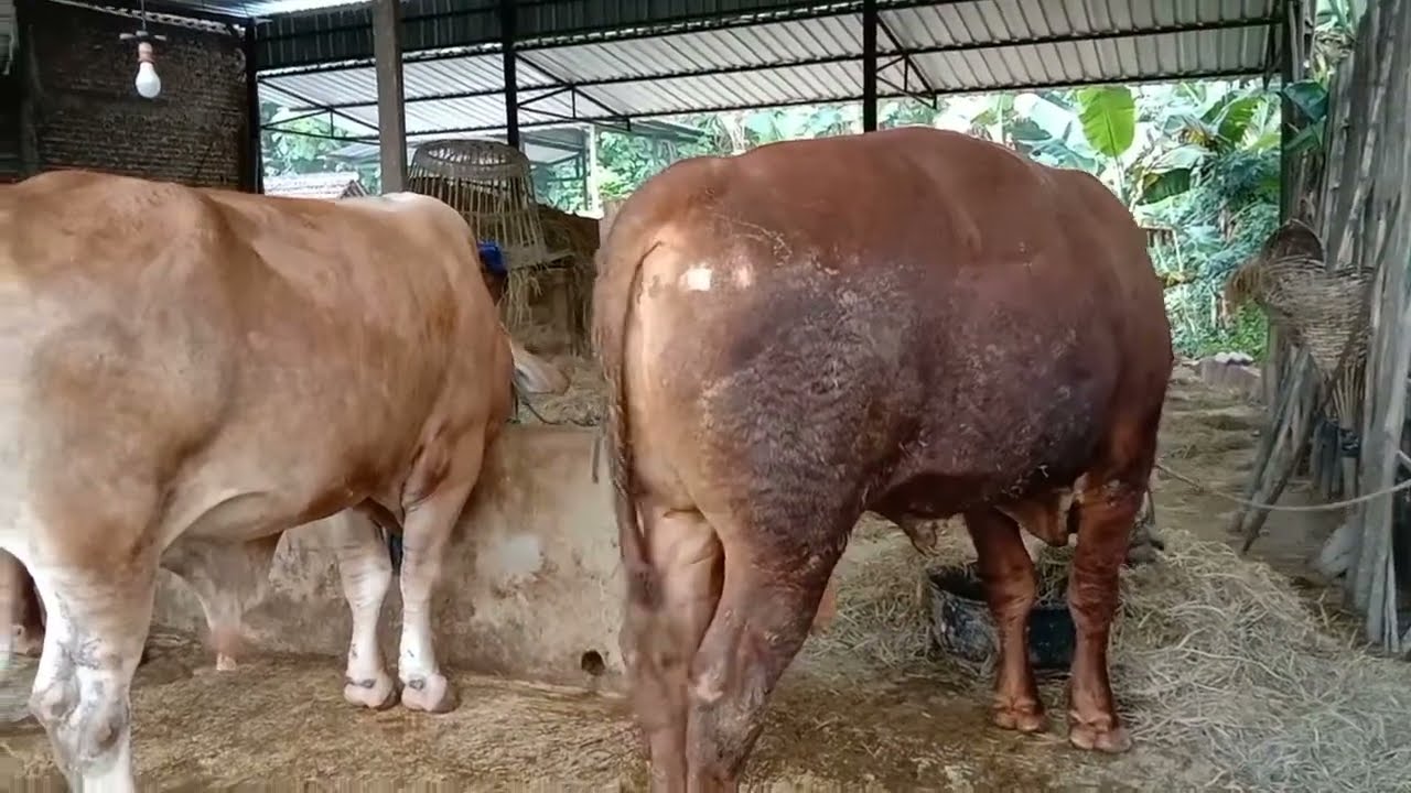 Makan jerami saja,,,,bikin sapi gemuk