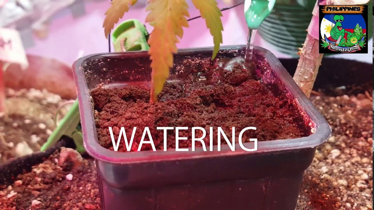 A day in our Grow Room