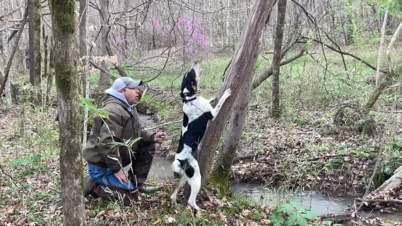Обучение щенков Coonhounds Angel & Eeyore в Puppy Holler