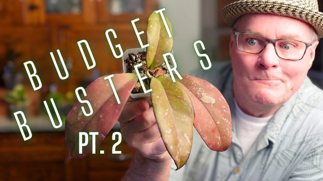 Еще 7 Хойя, которые заставят вас открыть копилку