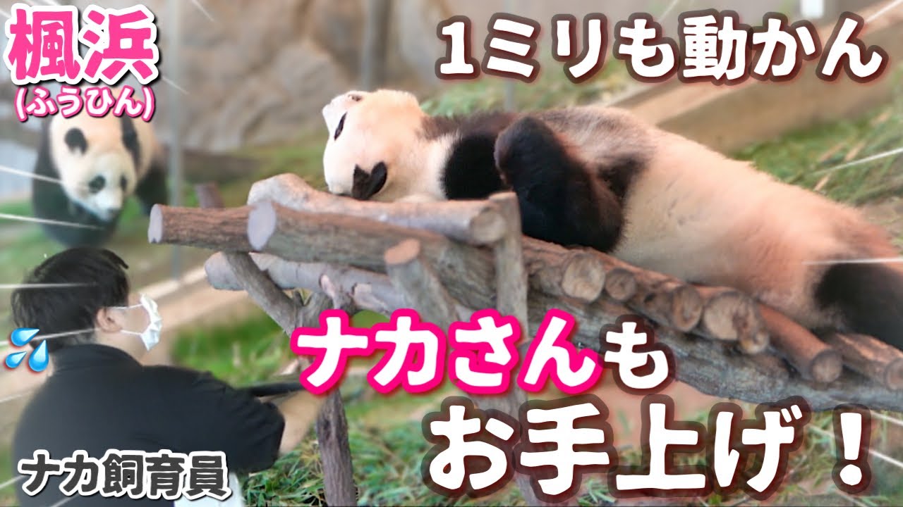 【パンダアイドル楓浜】ナカ飼育員も真っ青💦全く動かない🐼さすがに心配になってくるよ！