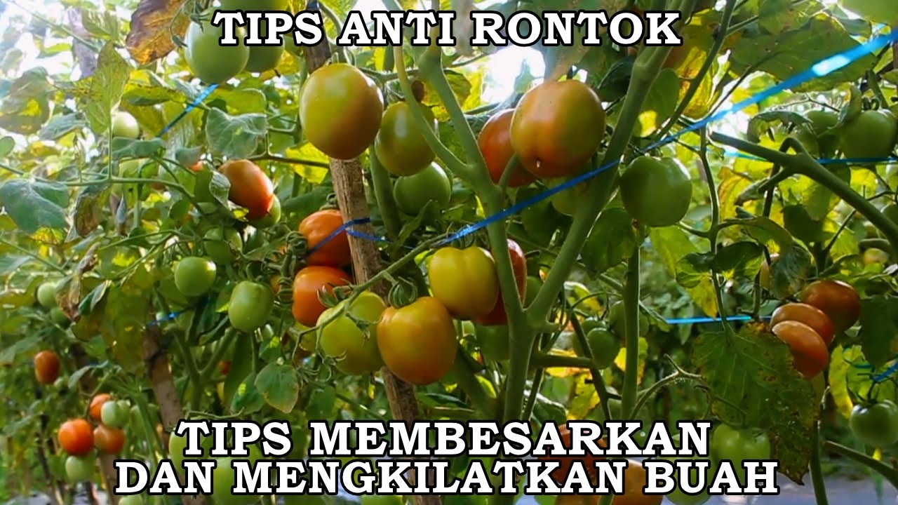 TIPS ANTI RONTOK, MEMBESARKAN DAN MENGKILATKANKAN BUAH.