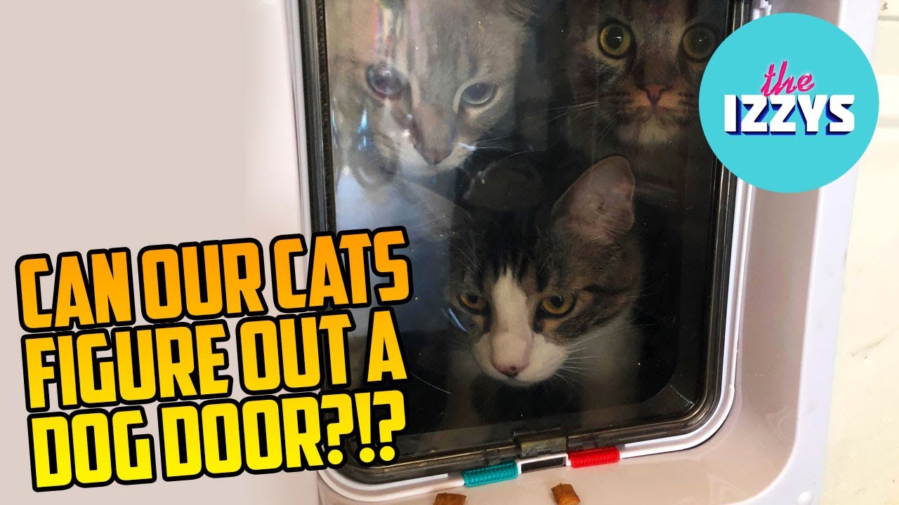 CAN OUR CATS FIGURE THIS DOG DOOR OUT? LET'S FIND OUT!