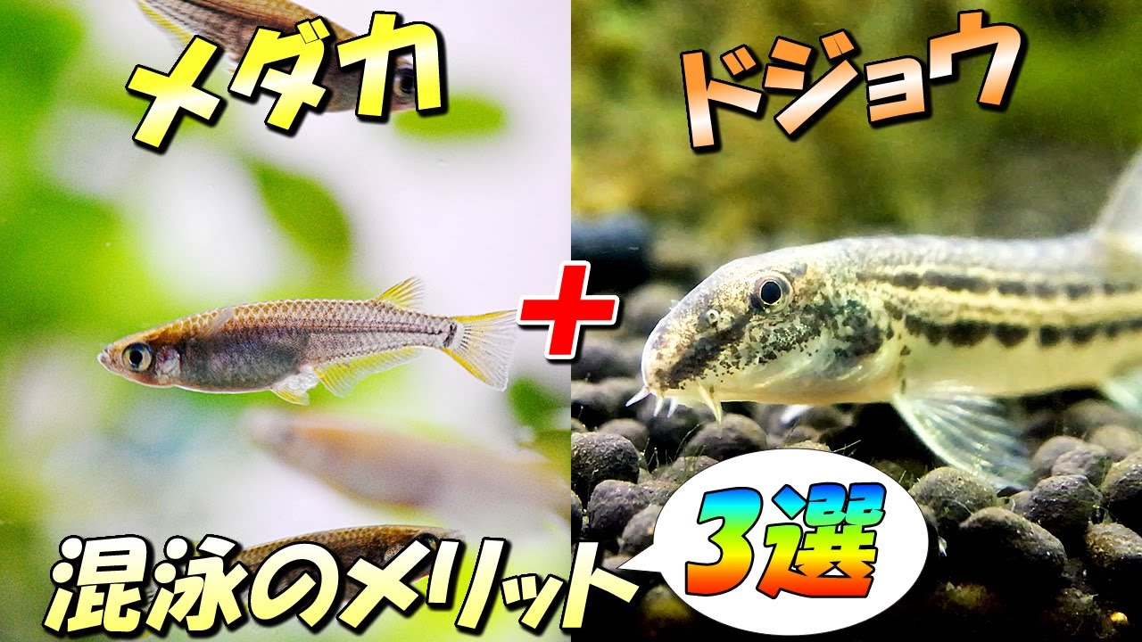 メダカ飼育にドジョウを混泳させるメリットと相性が良い理由【室内・屋外（ビオトープ）両方で同居可能！】